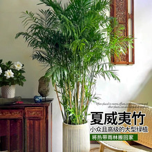 Ӵw辰ԾGֲ͏d҃ȃֲPβҬ