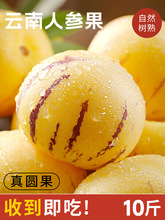 人参果新鲜水果云南石林黄心圆果树上熟七彩人叁果应当季整箱包邮