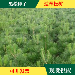 ���l���ɷN�� �ȰطN�� ���ɘ�N��