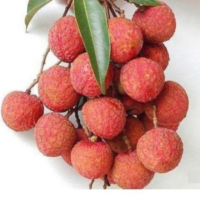 Litchi Sugar vase Guiwei Season fruit fresh