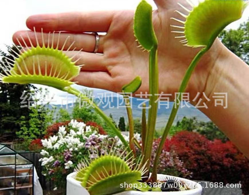 Clipes Extra Grandes para Aranha-da-Flor, 1-1,5 cm