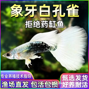 �����׿�ȸ�~�N�~�ɷ�ֳ���R�~̥���~�����~��ʹ�~�^�p�~�Ꭷ�~