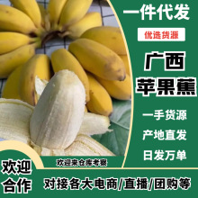 正宗广西苹果蕉香蕉香甜当季新鲜水果生鲜芭蕉批发包邮5斤9斤贸易