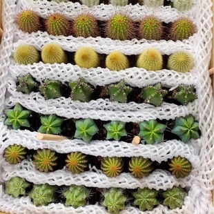 �������ɫ���S�C���b���BͥԺ���^�����ƶ���ֲ�ﻨ�������