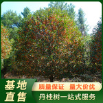 福建浦城丹桂桂花树地径23公分品质丹桂树半球形庭荫树原厂直发