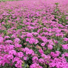 美女樱种子混色四季五色梅美人樱景观花海庭院室外庭院阳台花种子