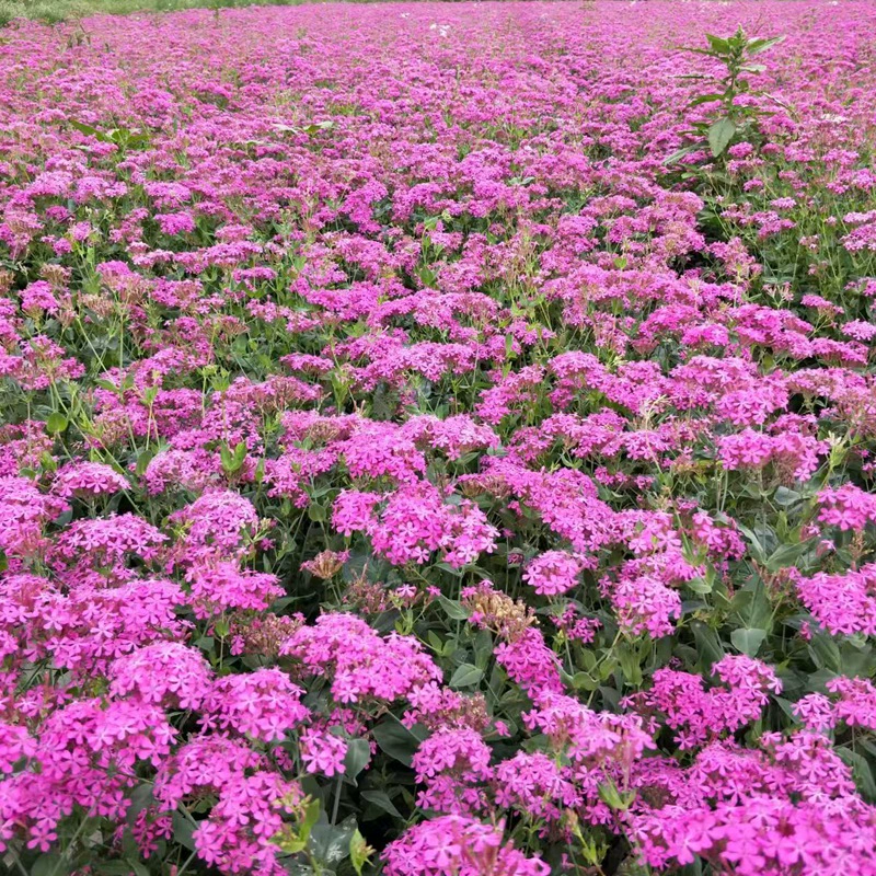 Красота семян вишни смешанных цветов четыре сезона пятицветная слива красота вишневый пейзаж цветок морской двор открытый двор балкон семена цветов