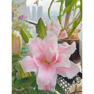 �ٺϻ��N���M����ˮ�ٺ��ļ��_�����B�׻��҃Ȼ����r�����Ի��N��