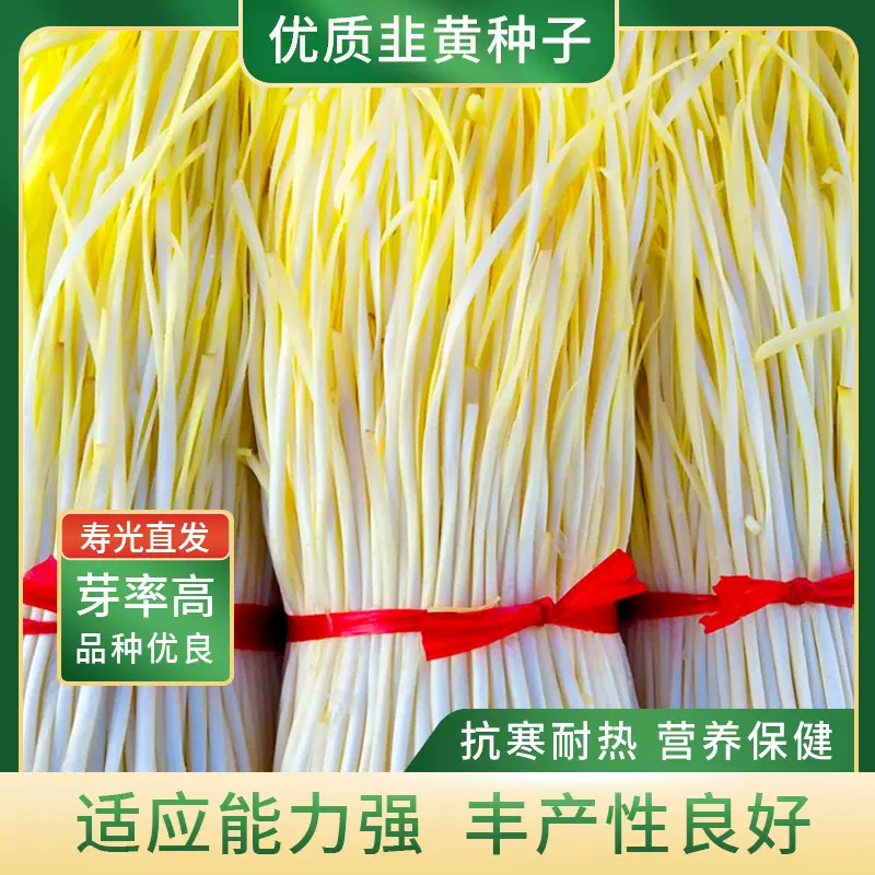 优质高产韭黄种子种籽黄韭蔬菜种孑四季播种韭菜盆栽菜种籽菜种籽