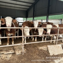 肉牛养殖前景改良肉牛西门塔尔牛夏洛来牛鲁西黄牛 南阳市养牛场