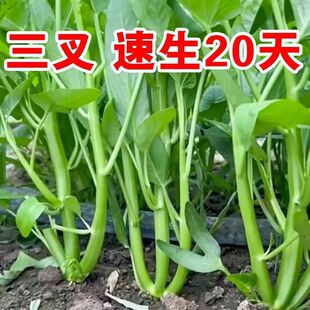 Authentic High-Yielding Three-Forked Water Spinach Seeds, Willow Leaf Macaroni Seeds, Four-Season Balcony Vegetable Seeds, Potted Vegetable Garden