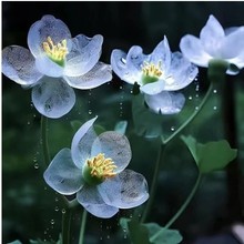种子代发碗莲荷花种子鱼缸水养植物室内水培莲花好养微莲盆栽花卉