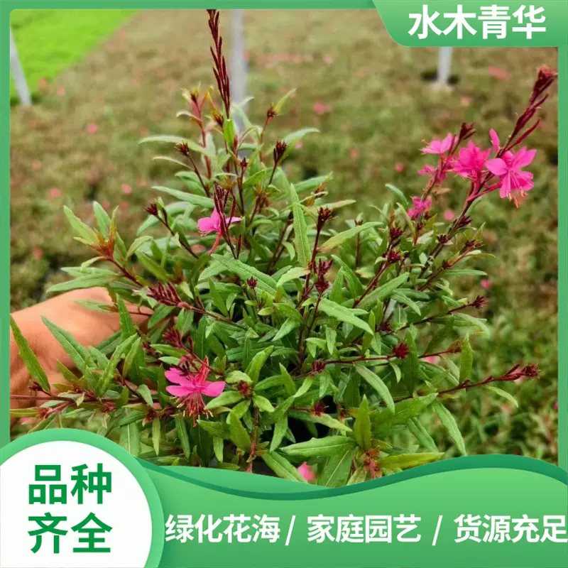 粉花山桃草绿化花海品种多年生宿根花卉山东草花基地千鸟花