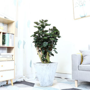 Money Pocket Guangzhou City Delivery Bbk Large Green Plant Office Living Room Potted Flower Fleur