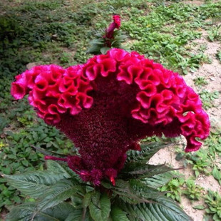 ���⻨�N�Ӵ��u�ڻ��ͺ���ꎻ���ͥԺ���ܷN���ļ��_���׻��