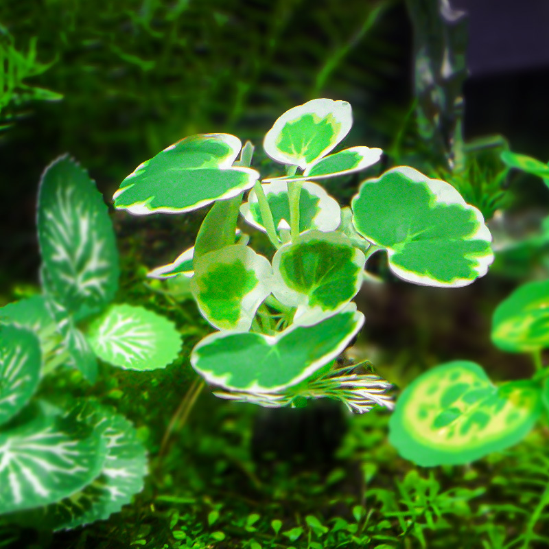 Decoración de paisajismo de peceras, plantas verdes de acuario, nuevas plantas pequeñas, adornos de plantas acuáticas, hojas verdes, suministro de helechos