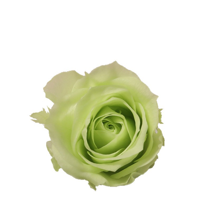 Flores inmortales Grado B 2 - 3cm rosas pequeñas flores frescas flores secas rosas DIY oso unicornio regalos de boda