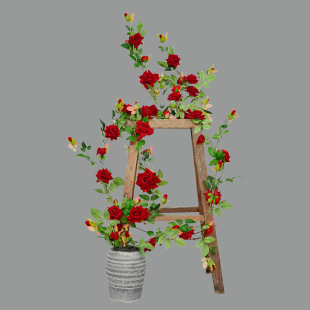 �q����õ���ٷ��滨 õ�廨�h�廨��c�����b� �̈����^���Ͳ���
