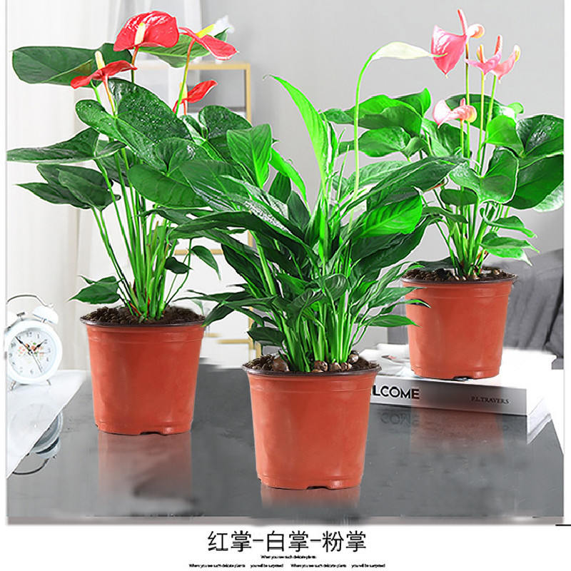 혜택패키지 : 레드팜 + 화이트팜 + 핑크팜(오리지널포트) + 영양액