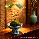 叶千叶幸运加持四叶草室内盆栽超好养耐阴释放清新空气