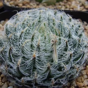 钢丝球 原始种丝球原始玉露塞米维亚多肉3-4cm多肉植物瓦苇十二卷