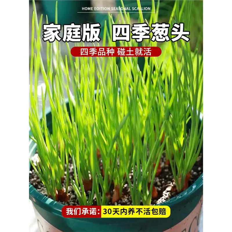 Семена чеснока для домашнего садоводства, подходят для посадки красного лука в горшках на балконе, семена овощей для всех сезонов.