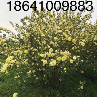 Liaoning Meicheng Nursery Yellow Thorn Rose Yellow Thorn Rose Saplings Yellow Thorn Rose Seedlings Complete Specifications