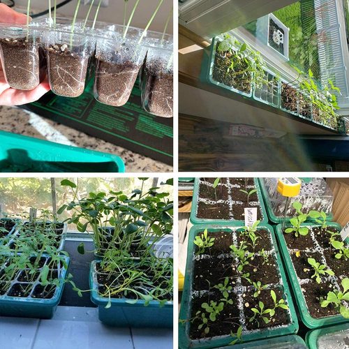 Amazon's new 6/12-hole breathable seedling box with light, gardening vegetable maintenance seedling cover planting pot