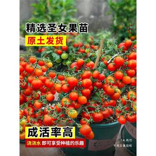 �}Ů���N���ļ����Ѱ���С�������}Ů���ѷNͥԺ�̨�����߲˷N��