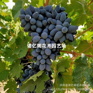 ������������õ����ζ�������ј�����ڌ������箔��Y����Ʒ�N