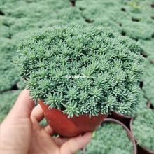 ���A�����pɫ�豭�� ��ѩ�f��� ���~���� ��С�� �@�־G��ֲ��