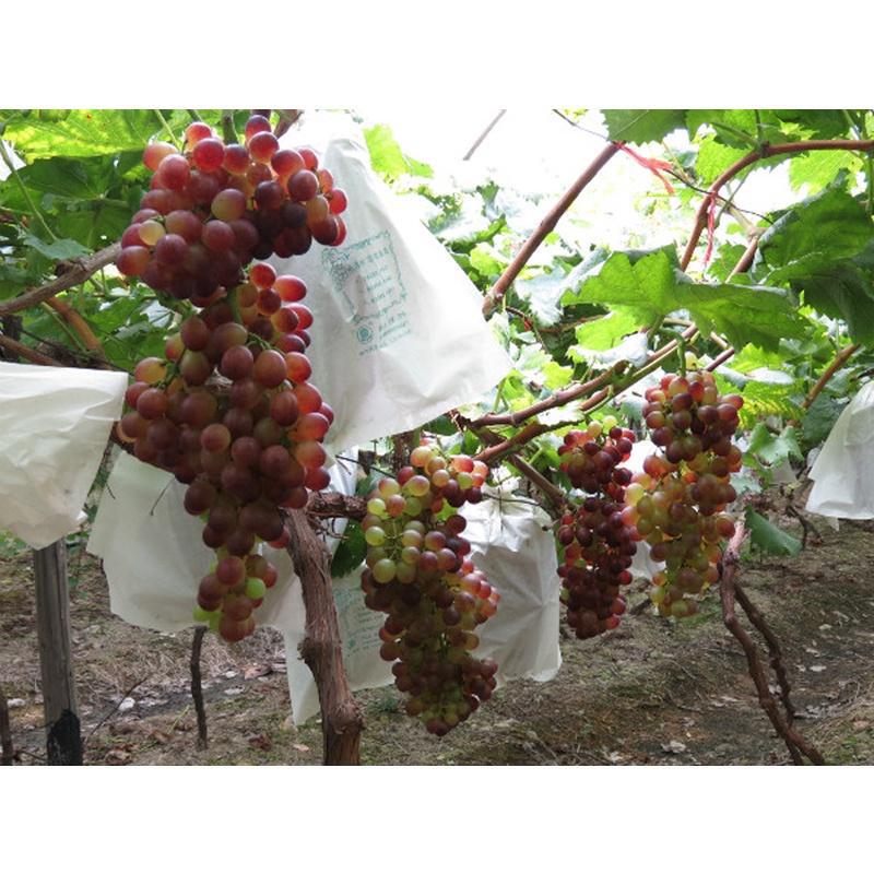 ブドウの厚い袋の白い雨防止鳥虫日光バラ半透明蓮霧マンゴービワ袋は郵送します。|undefined