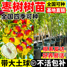 枣树活苗大枣超甜蟠枣树果苗南北方种植庭院冰糖枣树苗带土球盆栽