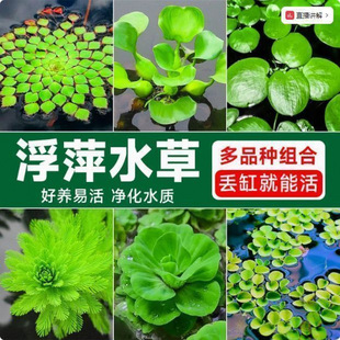 Fish Tank Landscaping, Fish and Turtle Cultivation, Water Hyacinth, Green Plants, Turtle Tank Hydroponic Plants to Purify Water Quality