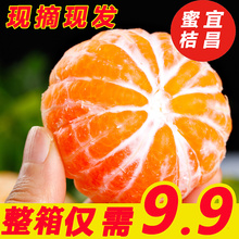 早熟柑橘宜昌蜜桔橘子新鲜10斤水果应季青皮桔子孕妇酸甜整箱蜜橘