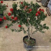 网红红千层树苗庭院植物门前风景树别墅园林绿化苗木耐冻耐寒绿植