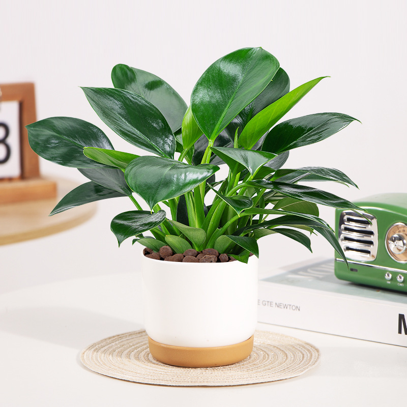 [핫셀링 모델] 골든다이아몬드 25cm 3그루(유럽수지냄비) + 영양액