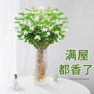 Jasmine Hydroponic Plant Potted Living Room Office Desktop Easy to Grow Florals and Green Plants Water-Grown Florals Bloom All Year Round