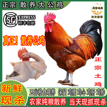 正宗大公鸡新鲜现杀大红公鸡农家散养土鸡整只走地鸡青脚鸡溜达鸡