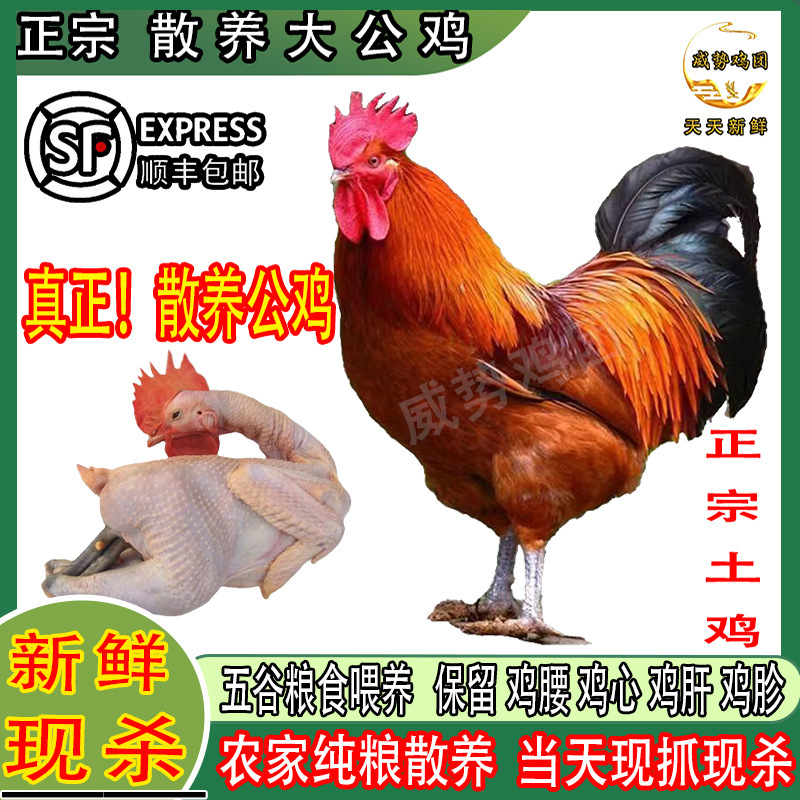 正宗大公鸡新鲜现杀大红公鸡农家散养土鸡整只走地鸡青脚鸡溜达鸡