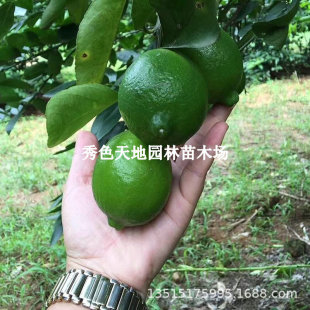 Taiwan Four Seasons Perfume Lemon Saplings Guangdong Seedless Potted Large Seedlings Ulric Seedless Thai Green Lemon Fruit Seedlings