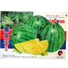 Jin Xiaofeng Watermelon Japanese New Xiaolan Gift Watermelon Huangxin Watermelon Sweet Huang Xiaoyu Fruit Seed