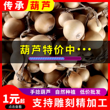 素葫芦现货批发 5-6厘米普通素葫芦 手捻素葫芦可雕刻图案