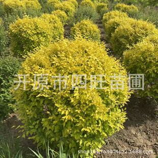 �|���|�����~���� ���~�ܾG�h�� �S�~�ܘ� ���ͽ��~�� �a�ع���