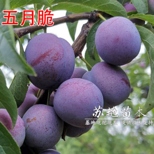 ���´�����������һ�c�t�P�����Ә���޽�Ó�����t���Ә������