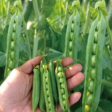 豌豆種籽台灣奇珍甜脆豌豆種子長壽仁荷蘭豆蔬菜種農家四季豆莢籽
