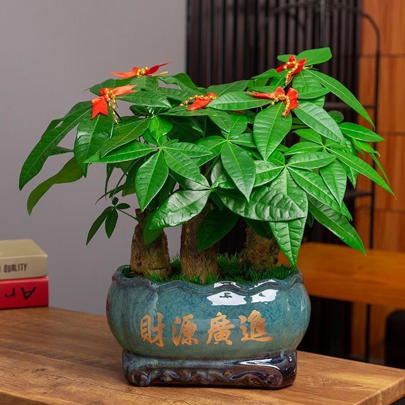 Money Tree Potted Plant Indoor Flower Office Green Plant Small Bonsai Living Room Money Tree Potted Green Plant