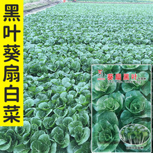 Сײ˷NӏSֱNl~Ȱײ˷Nļ͟ڸкù˾