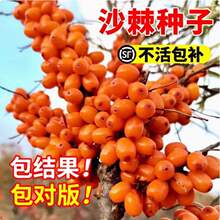 �²ɴ��ɳ���N�Ӵ������tɳ����N���ļ��׷N�̨����ˮ���N��