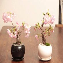 樱花树苗盆栽庭院种植大型四季耐寒风景树正宗重瓣樱花苗阳台开花